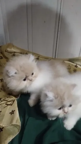 Gatinhos Persa machos e fêmeas vacinados