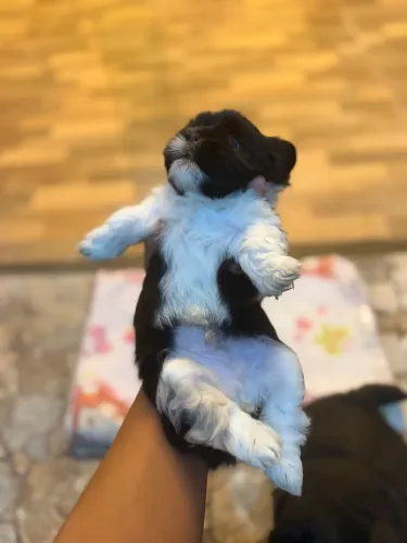 Filhote Shih tzu 