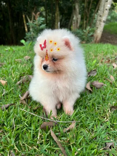 Vendo Fêmea e Macho de Lulu Pomerania 