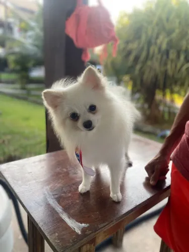 Spitz além anão adulto patriador com pedigree