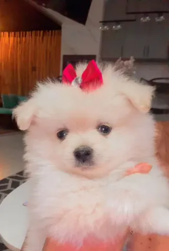 Lulu da pomerânia fêmea.