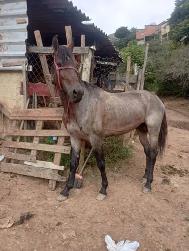 Cavalo inteiro 