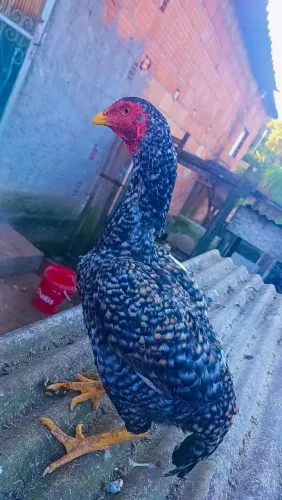Galinhas indias