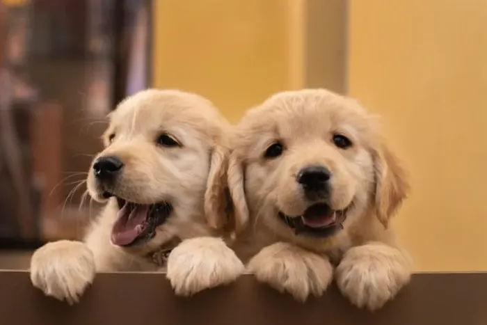filhote de Golden esperando por você - veja aqui