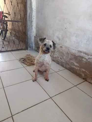 Doa-se cachorro 