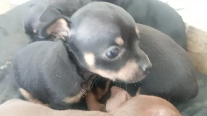 Vendo Pinscher Macho