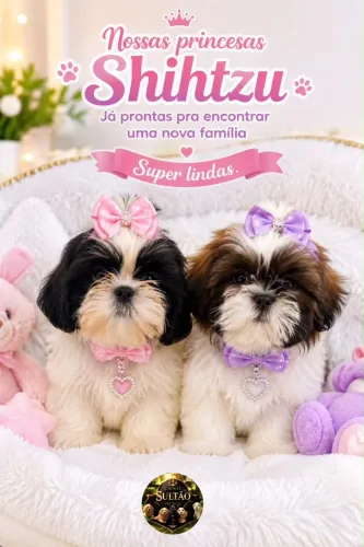 Os mais perfeitos Shih tzus estão aqui