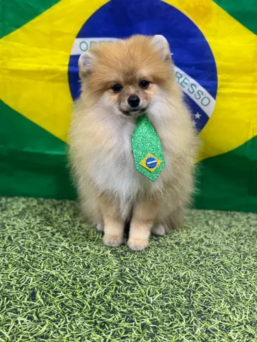 Sptiz alemão macho (Lulu da pomerania anão) 