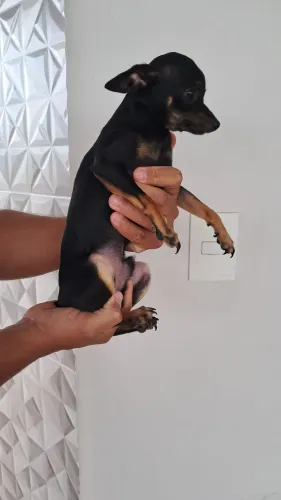 Pincher macho zero Disponível para acasalamento