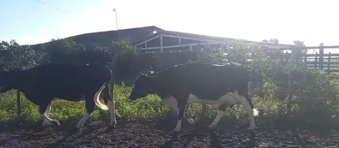 Vacas de leite 16 