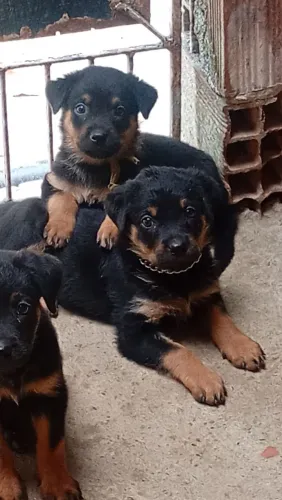 Rottweiler femia 