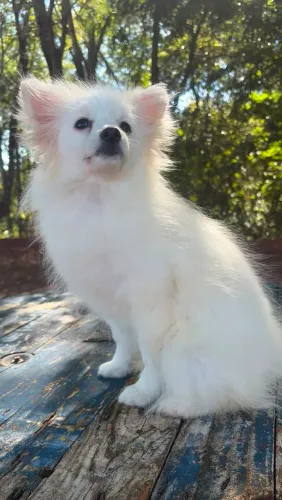SPITZ ALEMÃO FÊMEA 