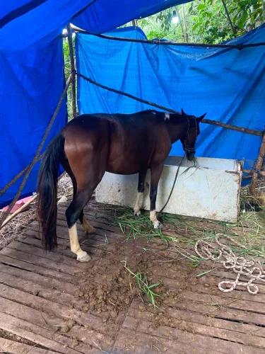Égua piquira 3 anos 