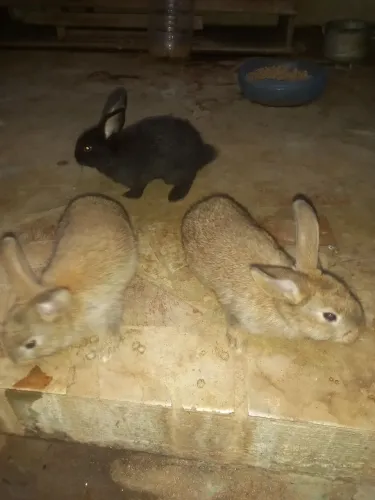 Coelhos pequenos de 1 mês
