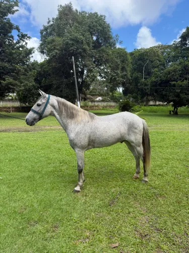 Cavalo bom de verdade 
