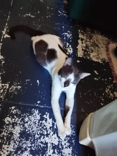Doação de gato