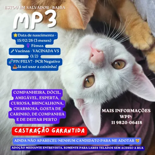 Filhotinha para Adoção responsável 
