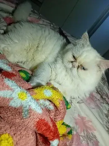 Gato macho persa 1 ano e meio