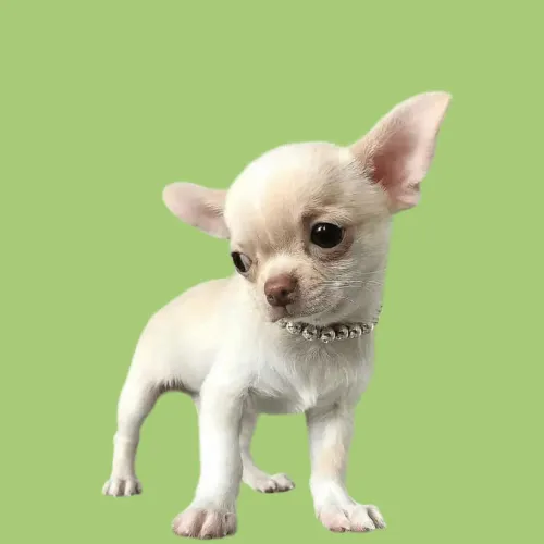 Chihuahua macho vacinado e adestrado tapetinho