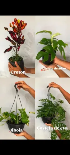Plantas (Girassol, croton, costela de adao, eva) Delivery