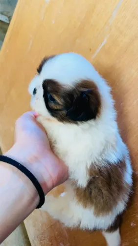Mini shih-tzu macho