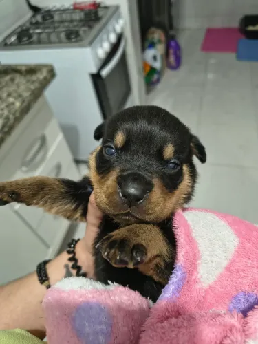 Rottweiler Macho 