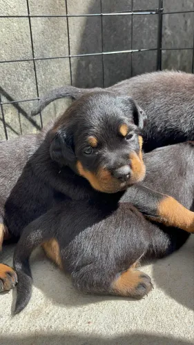 Filhote de Rottweiler Fêmea 