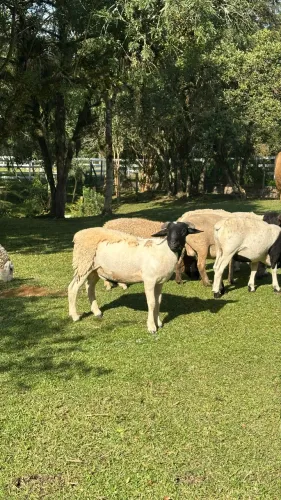 2 carneiros da raça  Dorper machos 