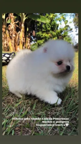 Spitz Alemão