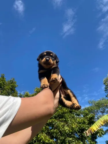 Filhote rottweiler, Patinhas pequenas, amor infinito!
