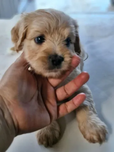 Vendo filhote de poodles