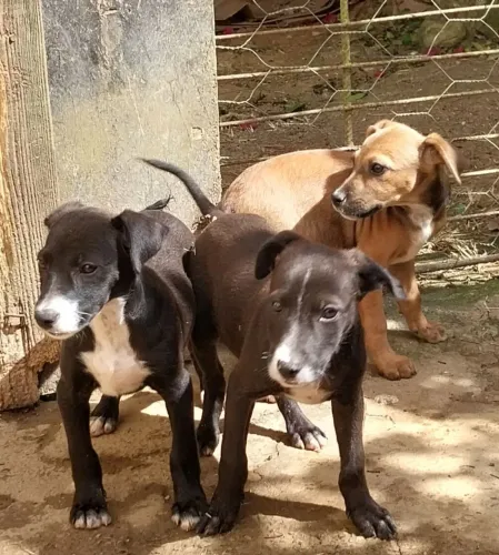 Doação de filhotes mestiços