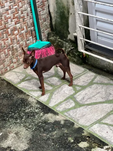 Lindo Pinscher macho , chocolate para cobertura 