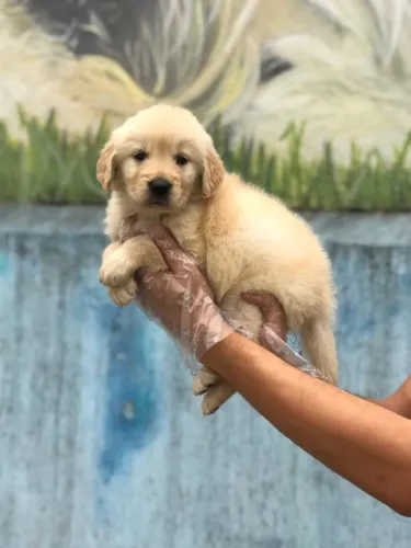 Golden Retriever com Segurança e Confiança | V10 Importada | Loja Física