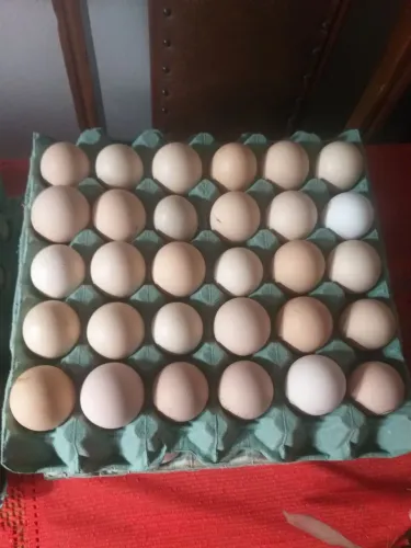 Ovos Galados de Galinhas Brahma.