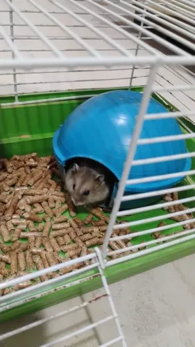 Hamster Anão-russo 