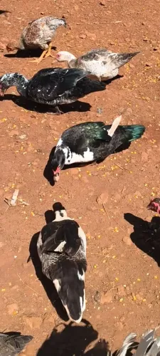 Lote 7 patas adultas começando a botar