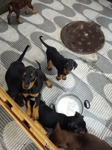 Filhote de Doberman.