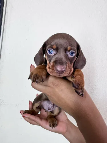 Filhote macho dachshund Mini 