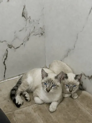 GATOS PARA ADOÇÃO