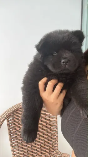 Vendo filhotes de Chow Chow