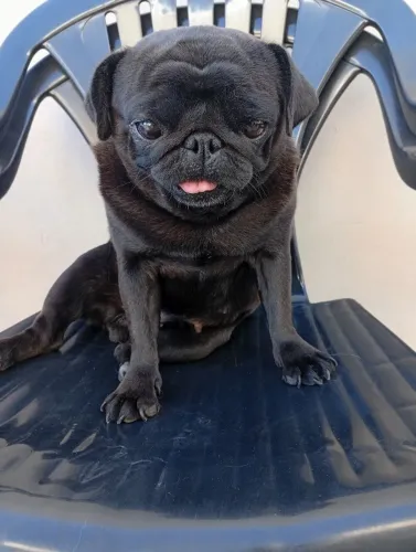 Pug fêmea mini