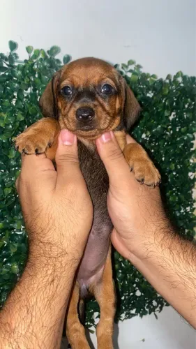 Cachorro Salsicha (Dachshund)