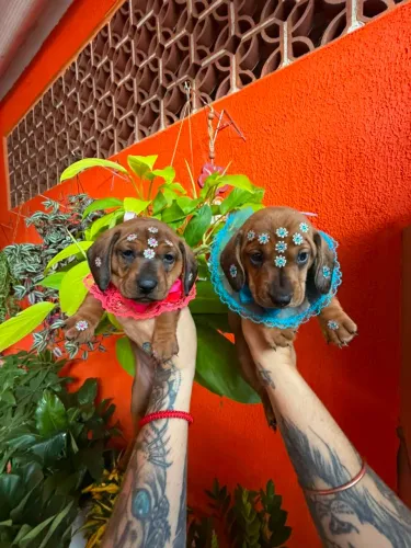 Basset daschund anão filhotes