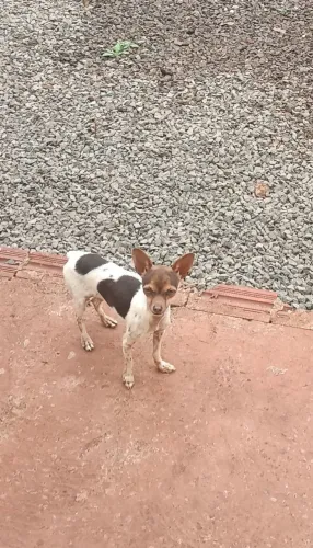 Pinscher fêmea 