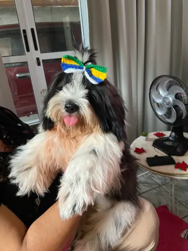 Vende se shitzu