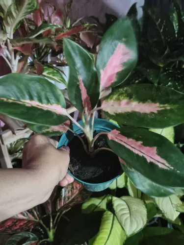 Vendo aglaonema