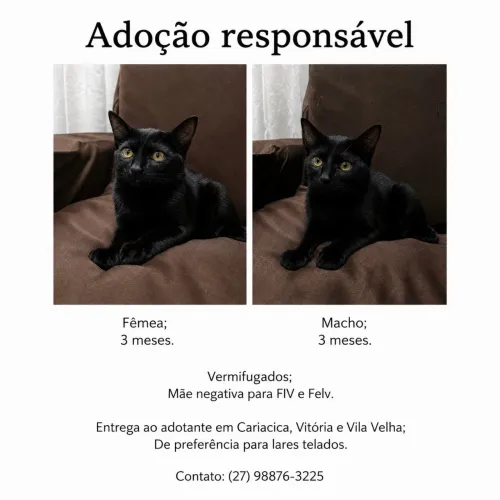 Gatinhos pra adoção responsável 