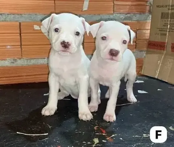 Doação de pitt bull n tenho onde criar