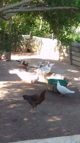 Aves jovens 